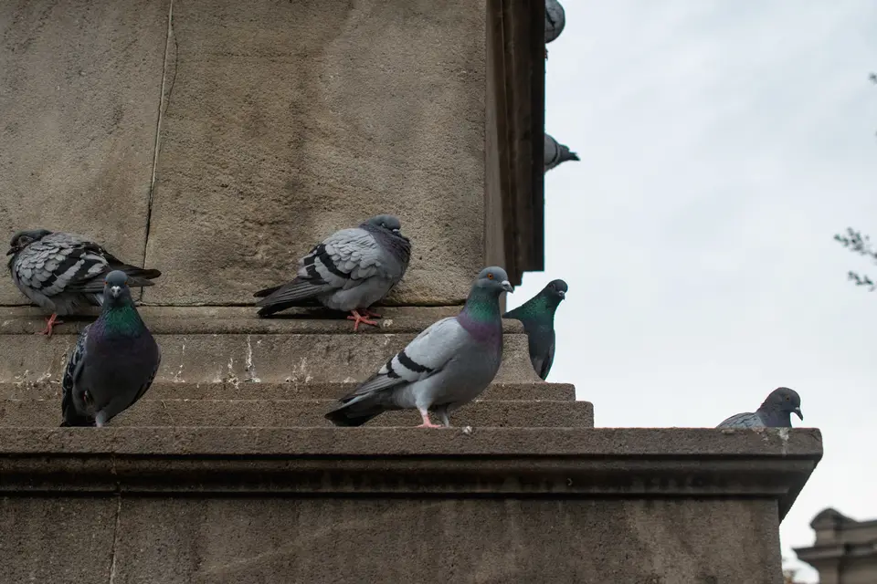 Control de aves